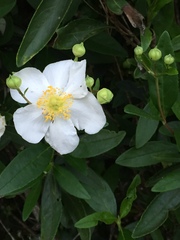 Carpenteria