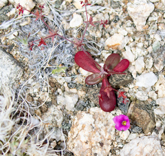 Centrostegia thurberi