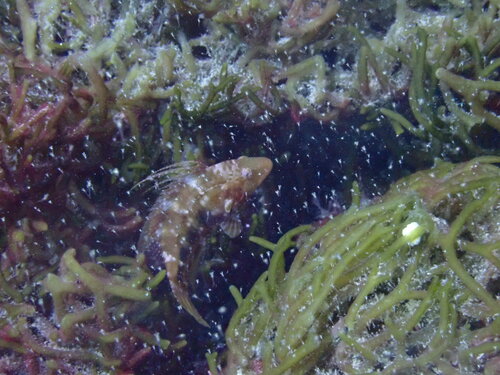 Pteragogus flagellifer observed 2024-05-26