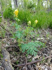 Corydalis nobilis
