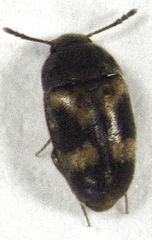 Litargus balteatus