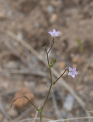 Gilia sinuata