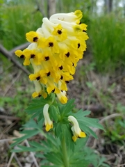 Corydalis nobilis