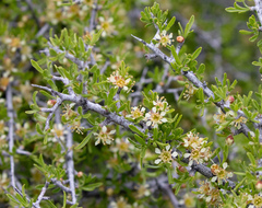Prunus fasciculata
