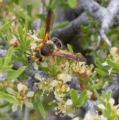 Andrena prunorum
