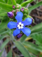 Hackelia velutina
