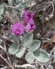 Astragalus newberryi