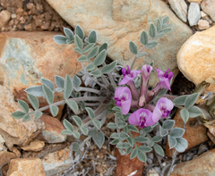 Astragalus newberryi