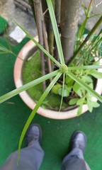 Cyperus aromaticus