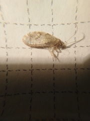 Hemerobius atrifrons