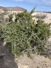 Lycium californicum