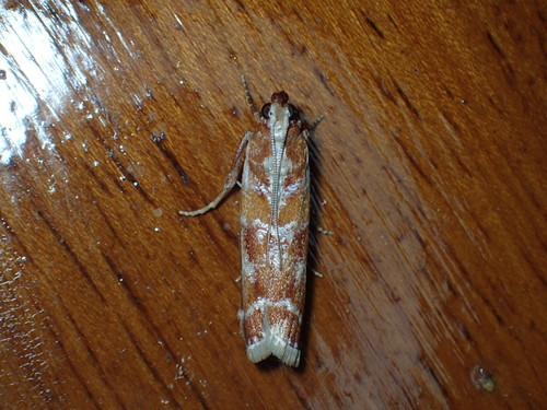 Rusty Pine Cone Moth photo 5