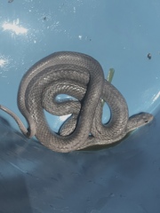 Coluber constrictor etheridgei