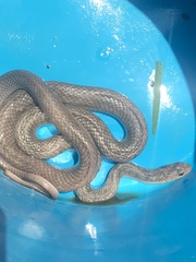 Coluber constrictor etheridgei