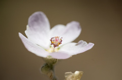 Malacothamnus fremontii