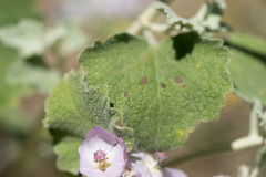 Malacothamnus fremontii