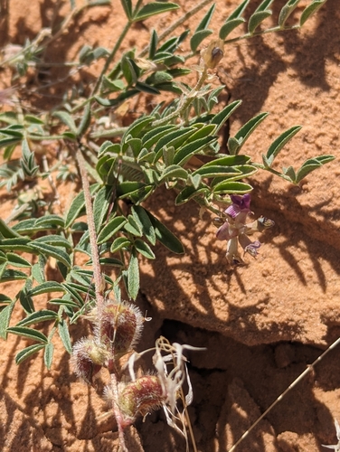 Image of Rimrock Milkvetch (Astragalus desperatus) by (c) Eric Watts, some rights reserved (CC BY)