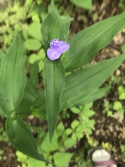 Tradescantia subaspera