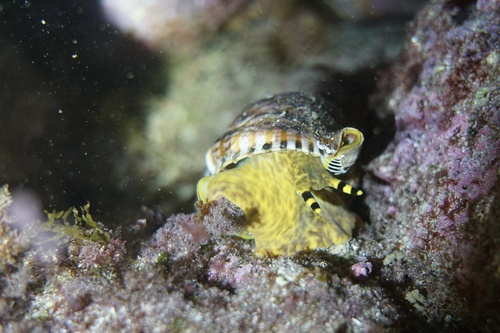 Atlantic Triton Snail