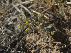 Phacelia inyoensis