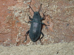 Xylopinus saperdoides