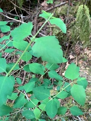 Symphoricarpos albus albus