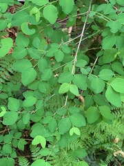 Symphoricarpos albus albus