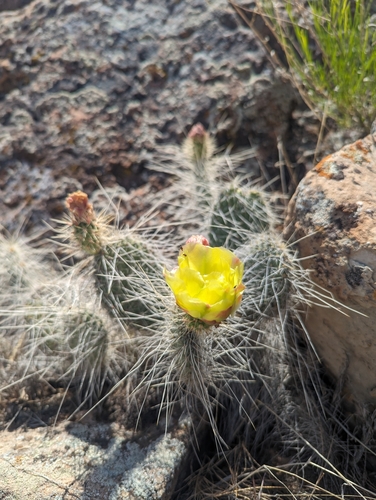 Image of Opuntia trichophora by (c) Eric Watts, some rights reserved (CC BY)