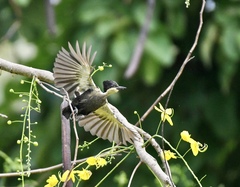Heart-Spotted Woodpecker photo 3