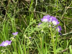 Phacelia patuliflora