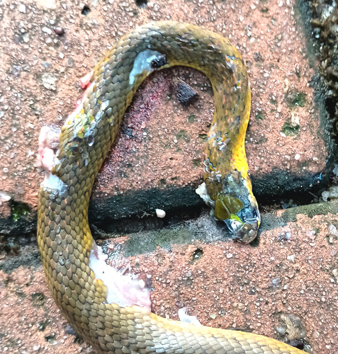 Royal Ground Snake, Erythrolamprus reginae