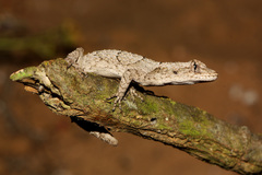 Mediodactylus orientalis