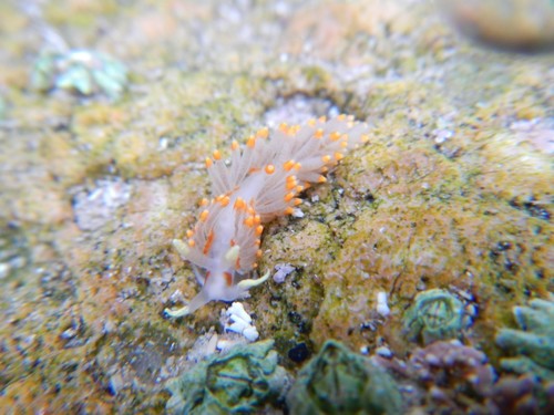 Representative image of Berghia