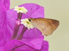 Synapte pecta
