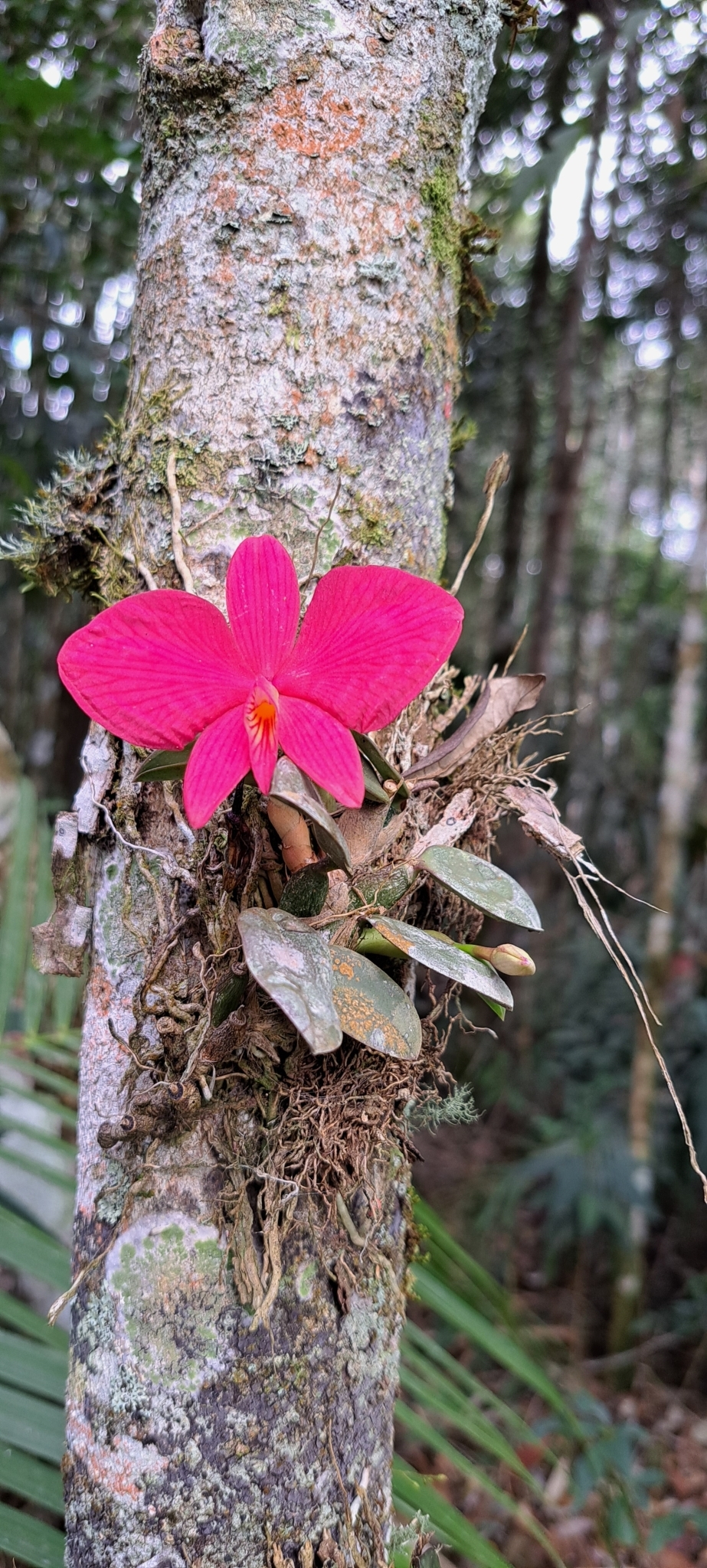 Imagem de Orquídea