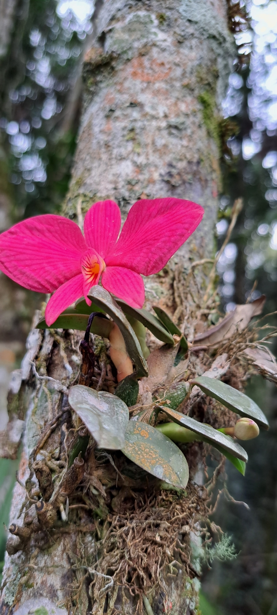 Imagem de Orquídea