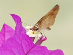 Synapte pecta