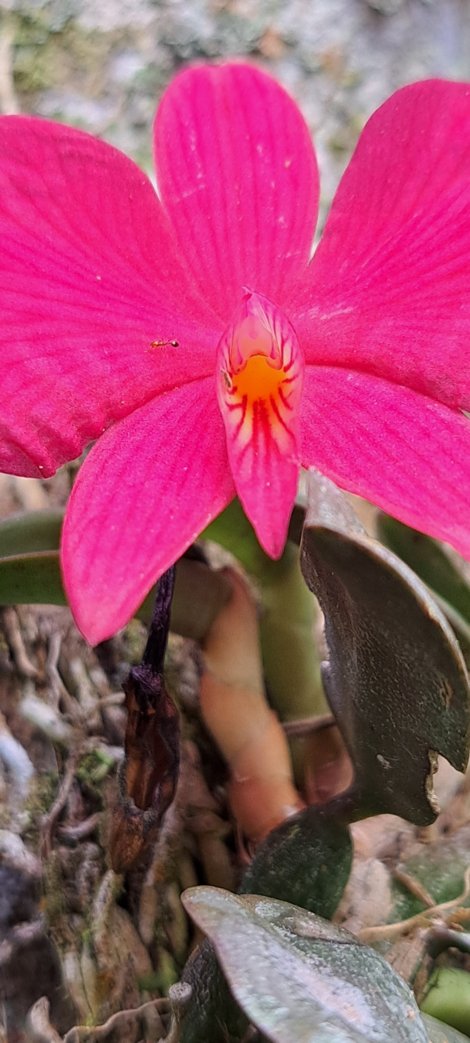Imagem de Orquídea