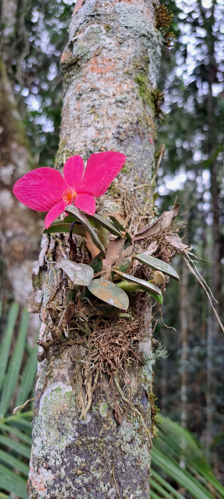 Imagem de Orquídea