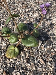 Phacelia calthifolia