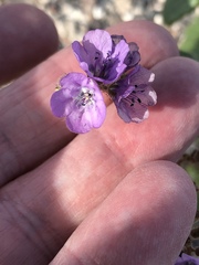 Phacelia calthifolia