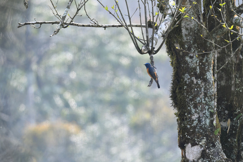 Blue-fronted Redstart (Phoenicurus frontalis), photo 4