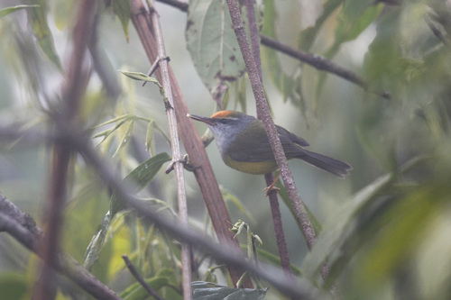 Mountain Tailorbird (Phyllergates cucullatus)