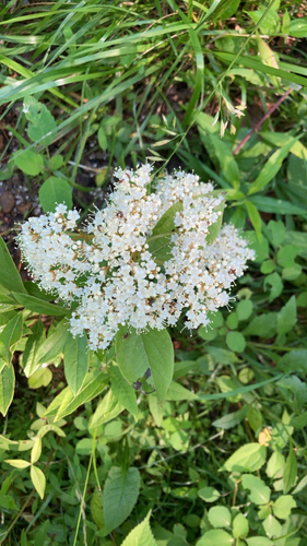 Spiraea betulifolia iNat (1)