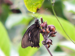 Battus polydamas polydamas