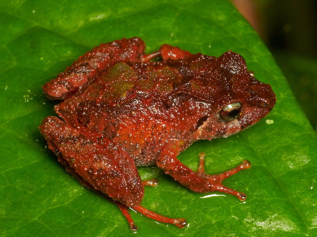 Lynch's Pilalo Robber Frog