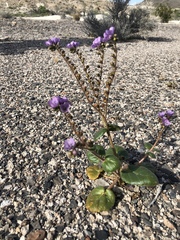 Phacelia calthifolia