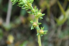 Echeveria bicolor