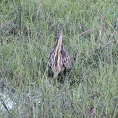 Botaurus poiciloptilus