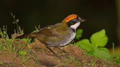 Arremon brunneinucha